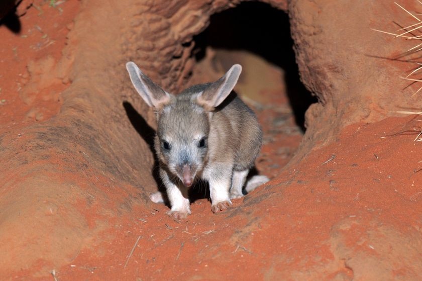 Baby bilby