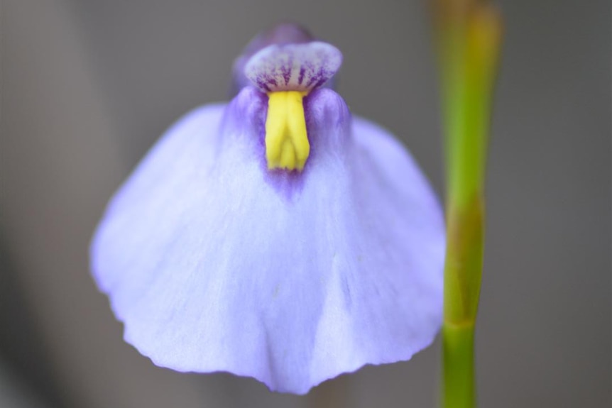 A small purple flower with a yellow centre