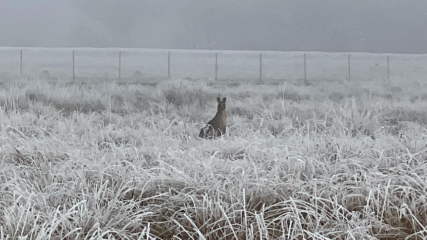 a kangaroo is seen on a frosty field in canberra