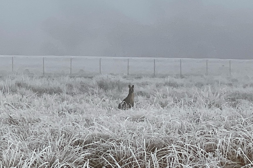 a kangaroo is seen on a frosty field in canberra