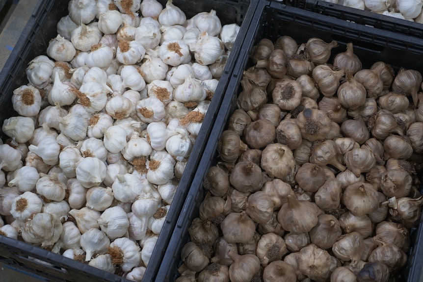 Photo of fresh garlic and black garlic.