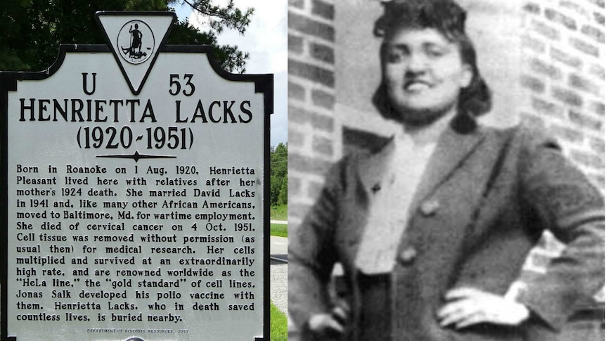 Henrietta Lacks' cell line has been widely used by the biomedical industry.