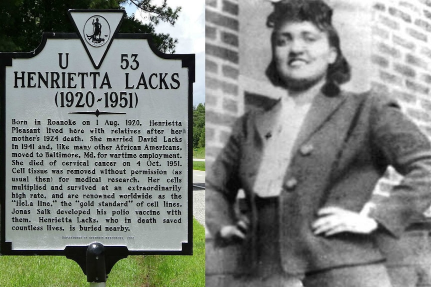 Henrietta Lacks' cell line has been widely used by the biomedical industry.