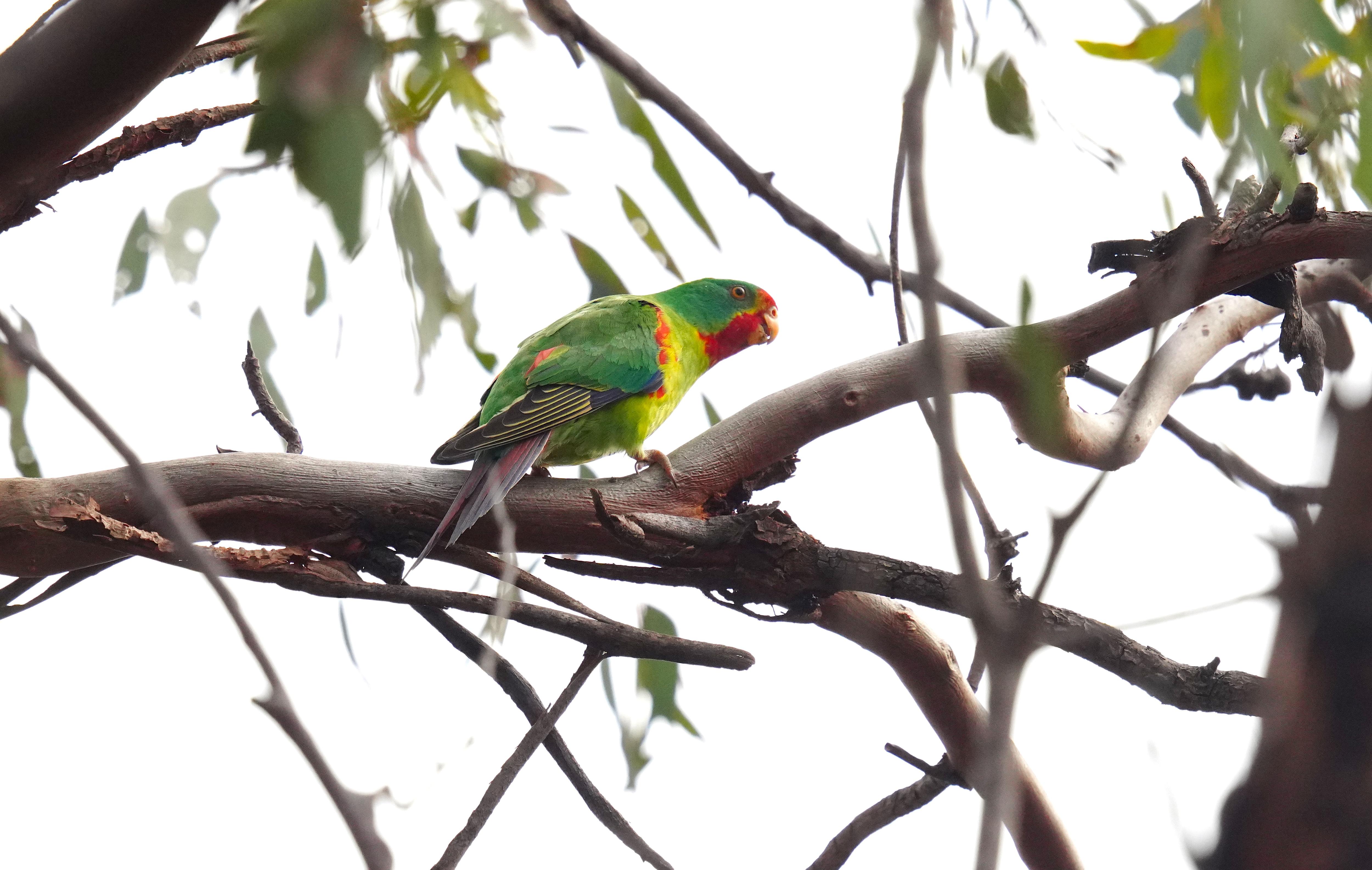 A swift parrot sits on a tree branch