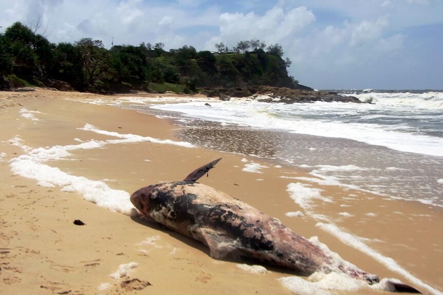 The body of the melon-headed whale lies on the beach at Little Cove at Coolum Beach.