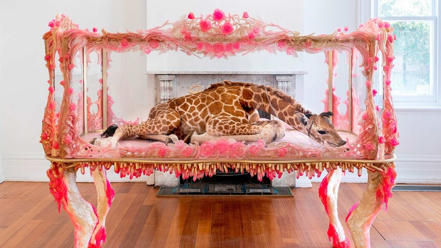 The body of a baby giraffe encased in a decorative glass cabinet