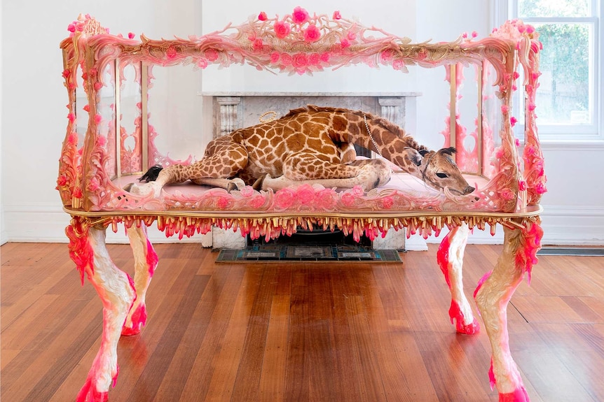 The body of a baby giraffe encased in a decorative glass cabinet