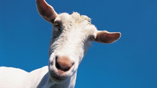 Close-up of goat's head (Getty Images: Thinkstock)
