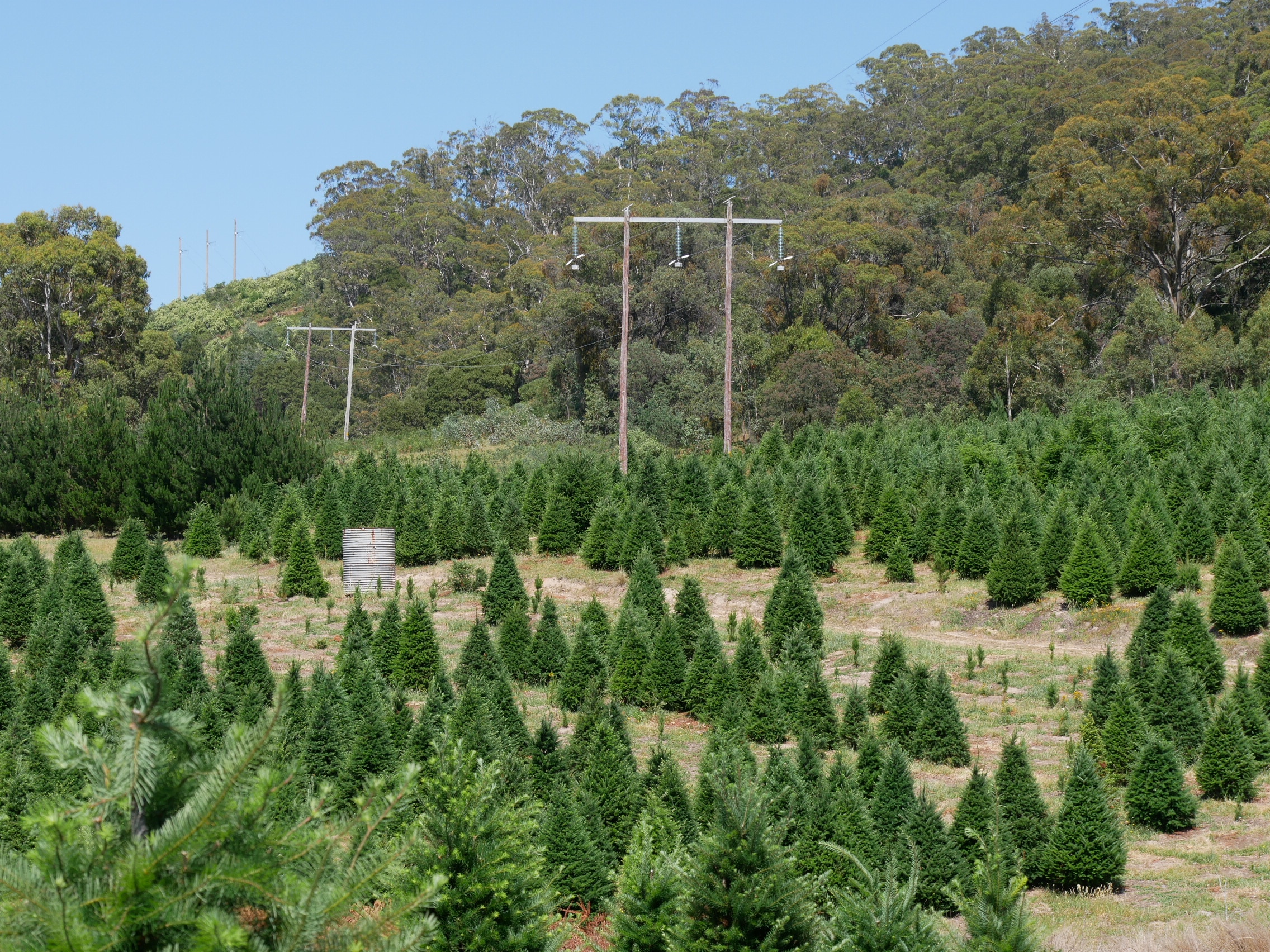 Um campo de árvores de Natal.
