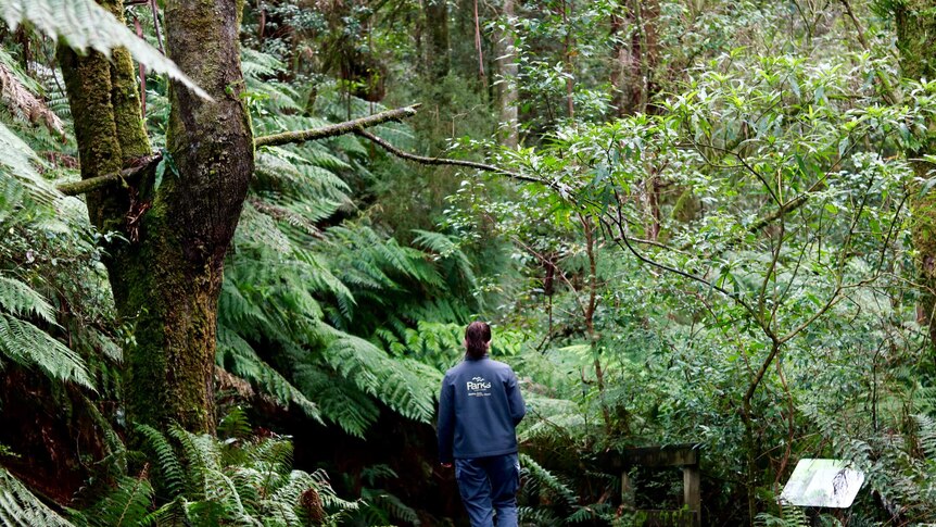 Jessica Reid from Parks Victoria walks in the cool temperate Otways rainforest.