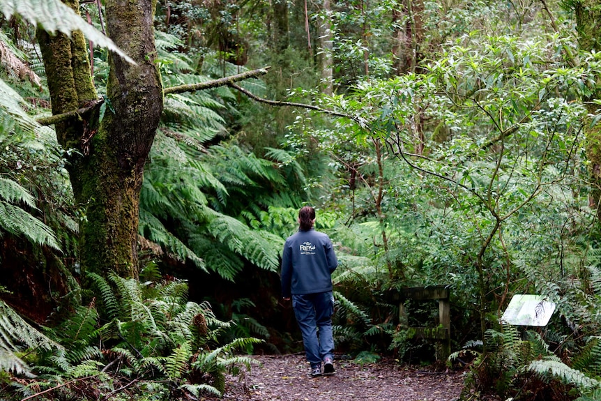 A Parks Victoria ranger walks in the cool temperate Otways rainforest.