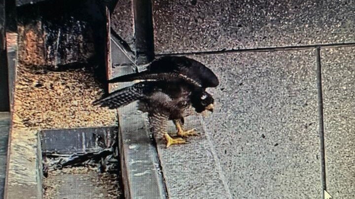 Falcon with feathers poking out of it sits on the edge of a high-rise building ledge.