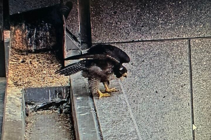 Falcon with feathers poking out of it sits on the edge of a high-rise building ledge.