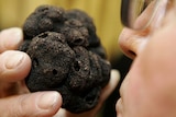 Truffle farmer smells a black truffles in France