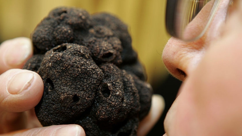 Truffle farmer smells a black truffles in France