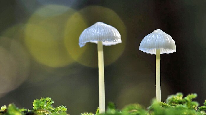 Two light blue-headed mushroom growing on moss
