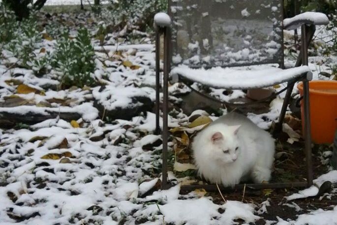 Cat in the snow in Ballarat