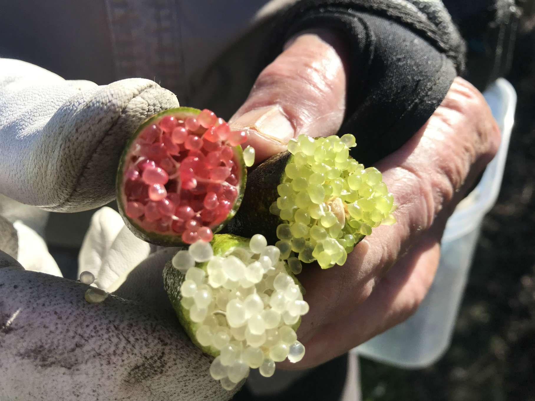 A close up of three split finger limes that are coloured pink, champagne and light green.