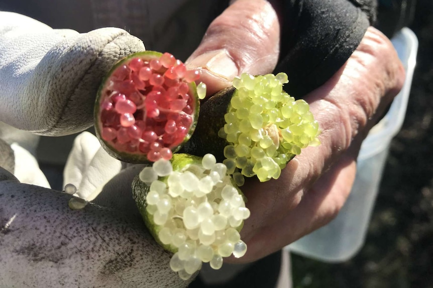 A close up of three split finger limes that are coloured pink, champagne and light green.