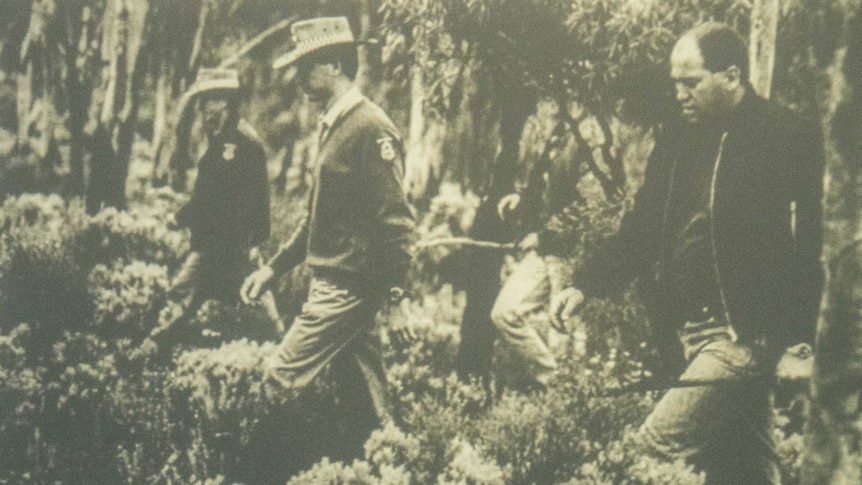 An historical black and white image shows police and men walking in a line through bushland, searching.