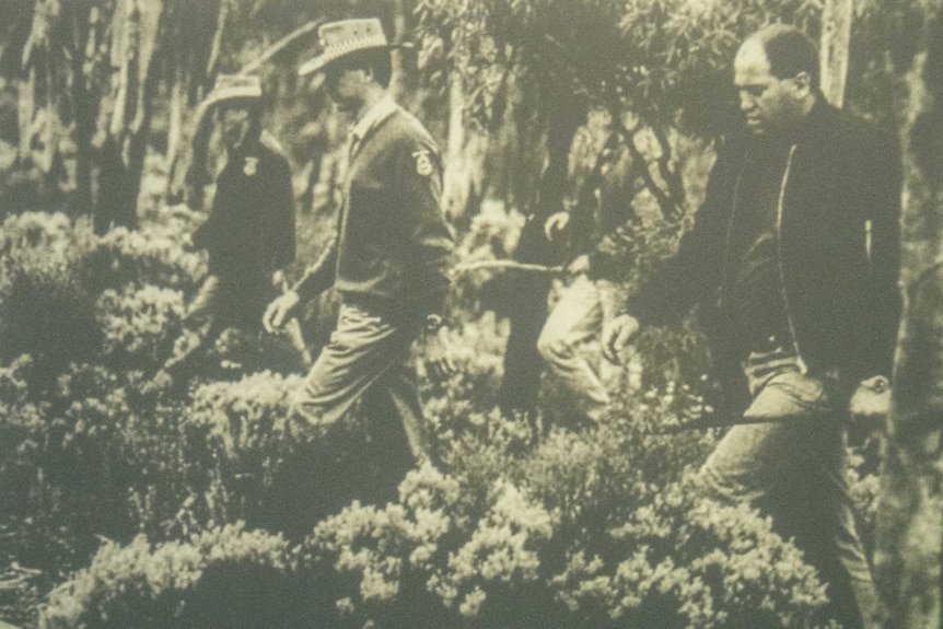 An historical black and white image shows police and men walking in a line through bushland, searching.