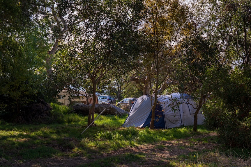 桉树丛中的帐篷和大篷车