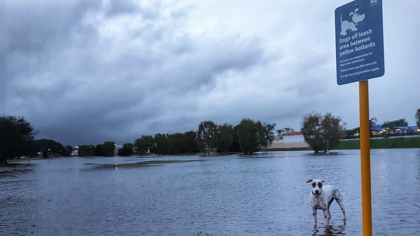 Local dog park underwater with dog standing near the dogs off leash sign.