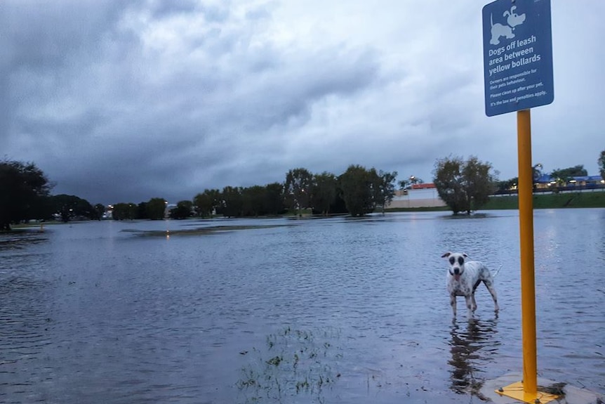 Local dog park underwater with dog standing near the dogs off leash sign.