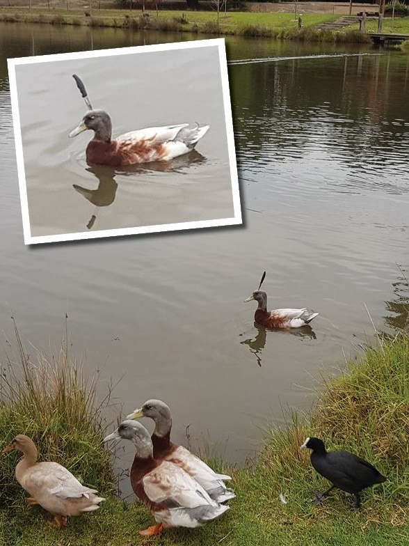 Duck with knife embedded in head.