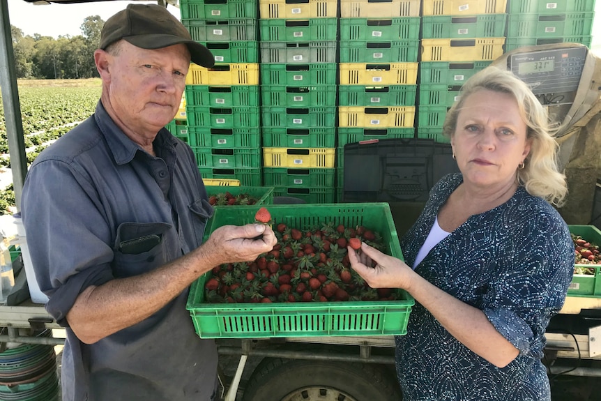 A concerned couple hold a tray of strawberries.