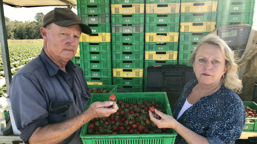 Strawberry farmers Adrian and Mandy Schultz hold a punnet of strawberries in front of their truck.