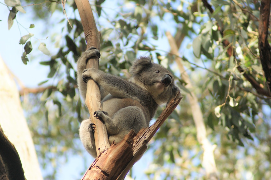 A koala sitting in a tree