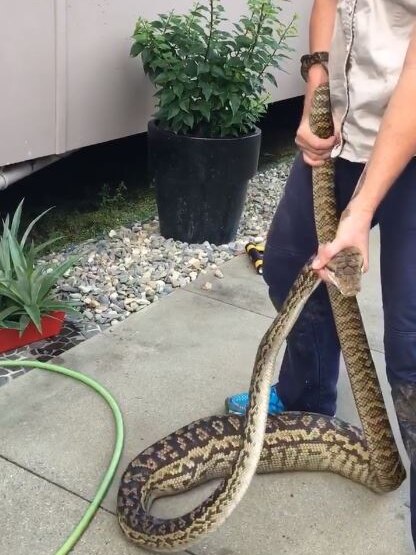 A massive scrub python with a bulge in its body after eating a cat, being held by a snake catcher