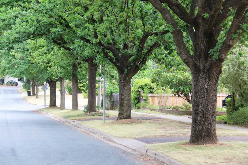 The nature strip on a street in Canberra.