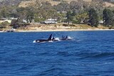 A pod of killer whales, or orcas, in the River Derwent, near Iron Pot.