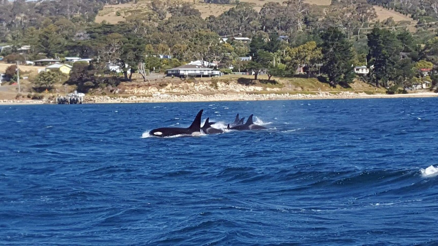 A pod of killer whales, or orcas, in the River Derwent, near Iron Pot.