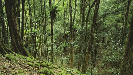 The Barrington Tops in the New South Wales Hunter region