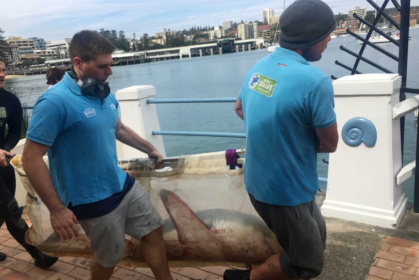 Two men in blue shirts carry a baby great white shark on a stretcher.