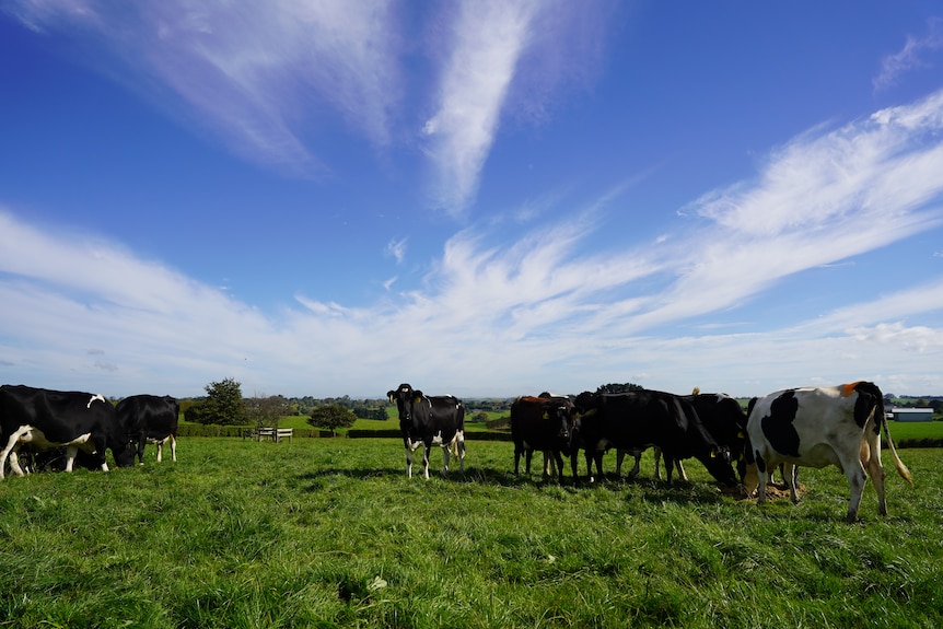 The Guy farm, outside Auckland