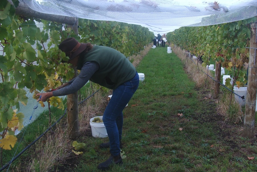 Gardeners at work in the grounds of Tasmania's Government House, picking grapes from vines.