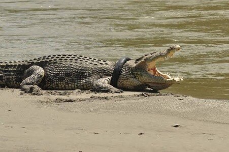 A crocodile on the edge of water, mouth open with a tyre around the neck.