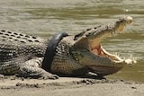 A crocodile on the edge of water, mouth open with a tyre around the neck.