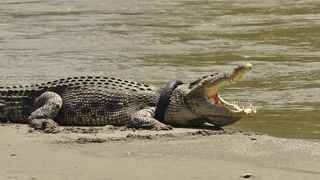 A crocodile on the edge of water, mouth open with a tyre around the neck.