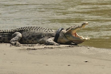 A crocodile on the edge of water, mouth open with a tyre around the neck.