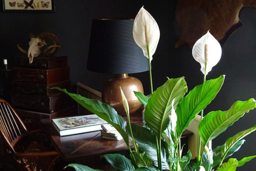 A potted Peace Lily sits in front of a desk in someone's home.