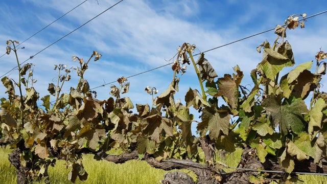 Vineyards devastated by frost