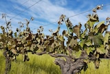 Vineyards devastated by frost