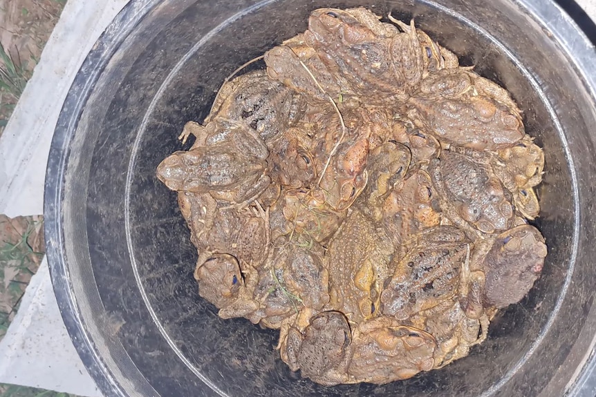 Loads of canetoads in a bucket.