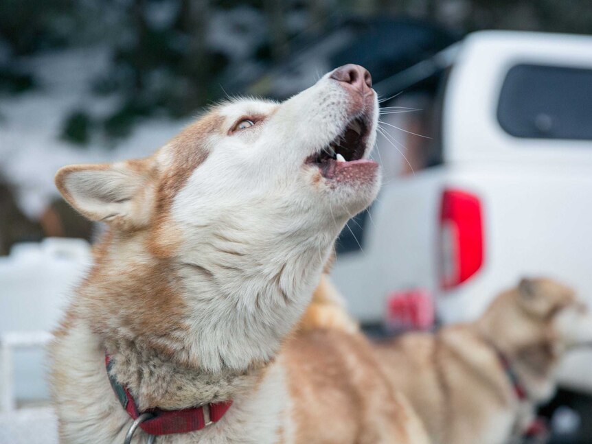 A sled dog husky howls before the race begins.