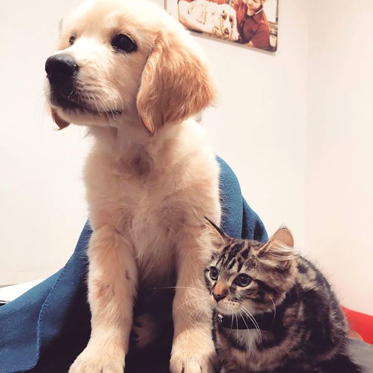 Puppy and kitten sitting together on a vet's table